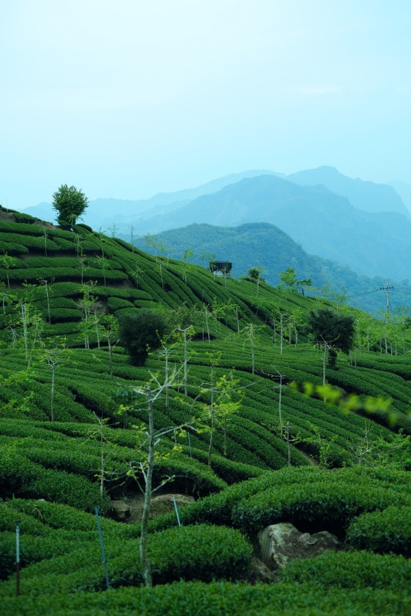 Milky Oolong | A Cultivar Enshrouded in Mimicry - Tour de Tea